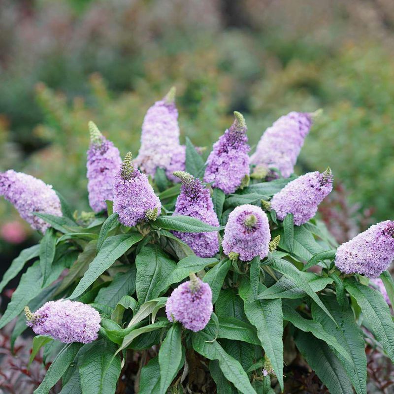 Butterfly Bush