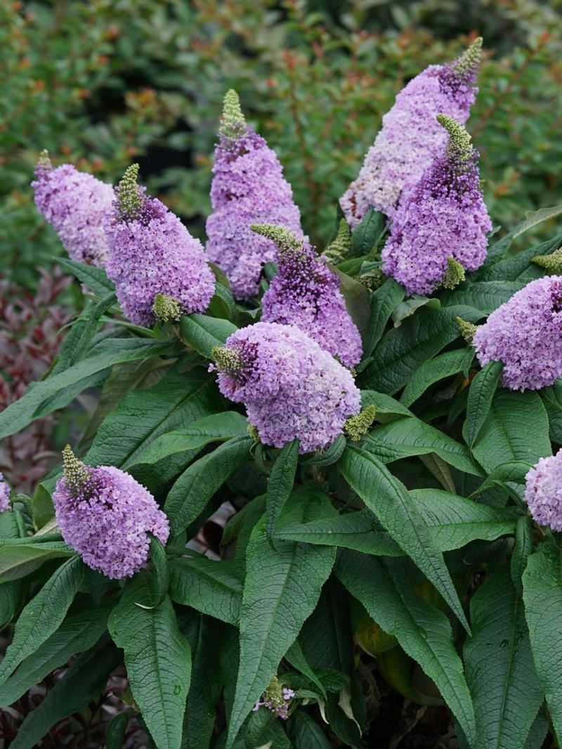 Butterfly Bush
