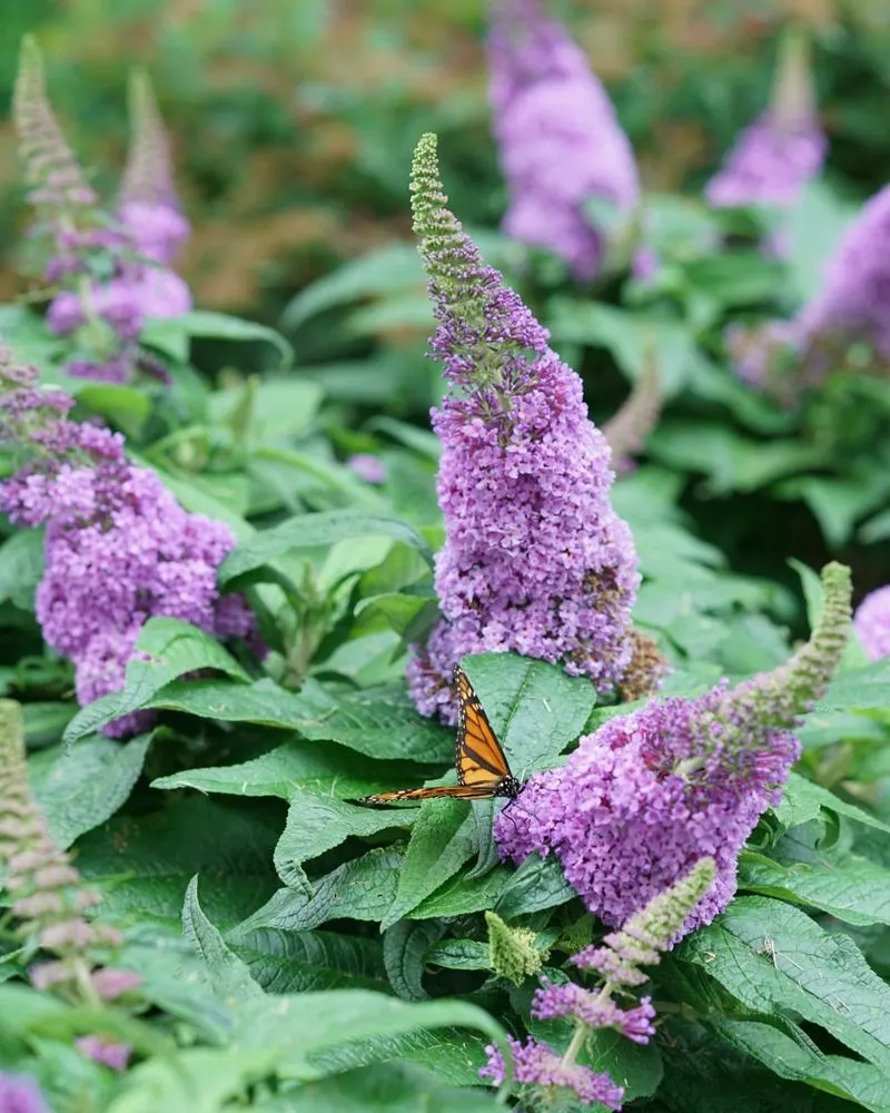 Butterfly Bush