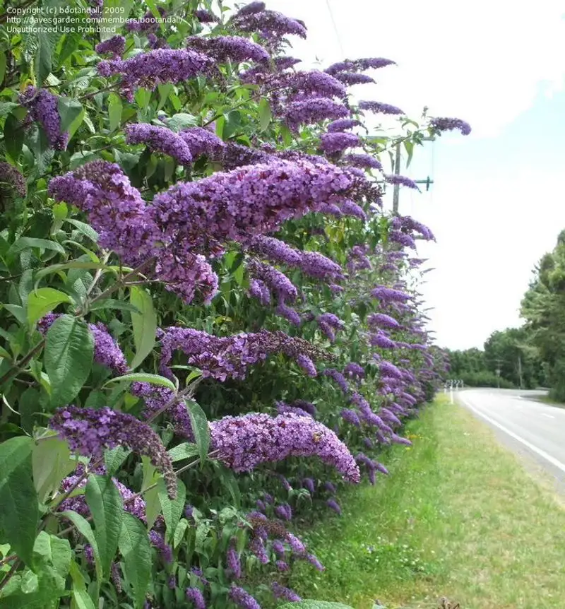 Butterfly Bush (Buddleia)