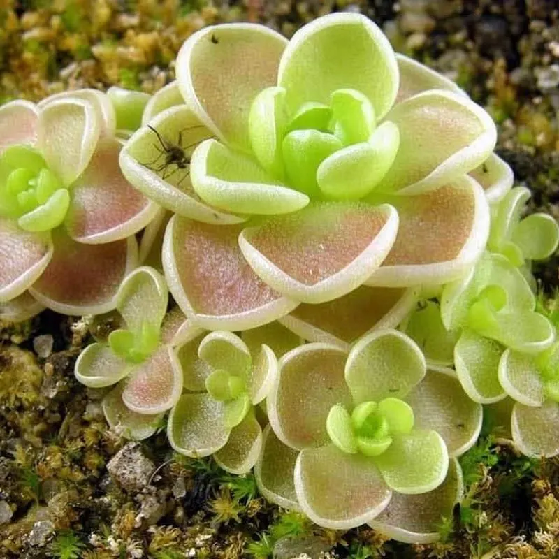 Butterwort