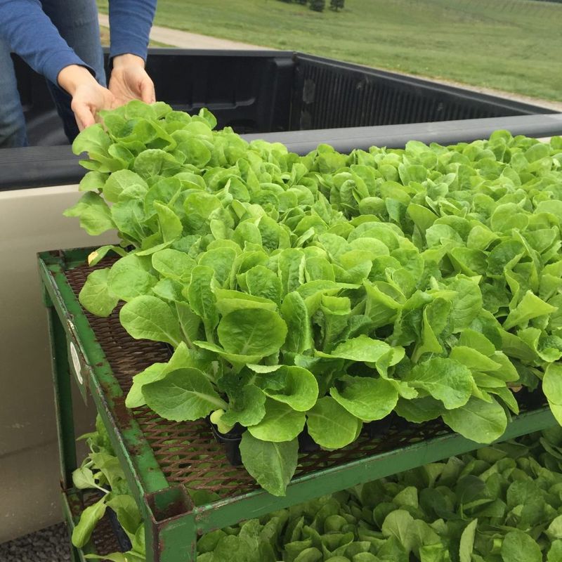 CSA Programs