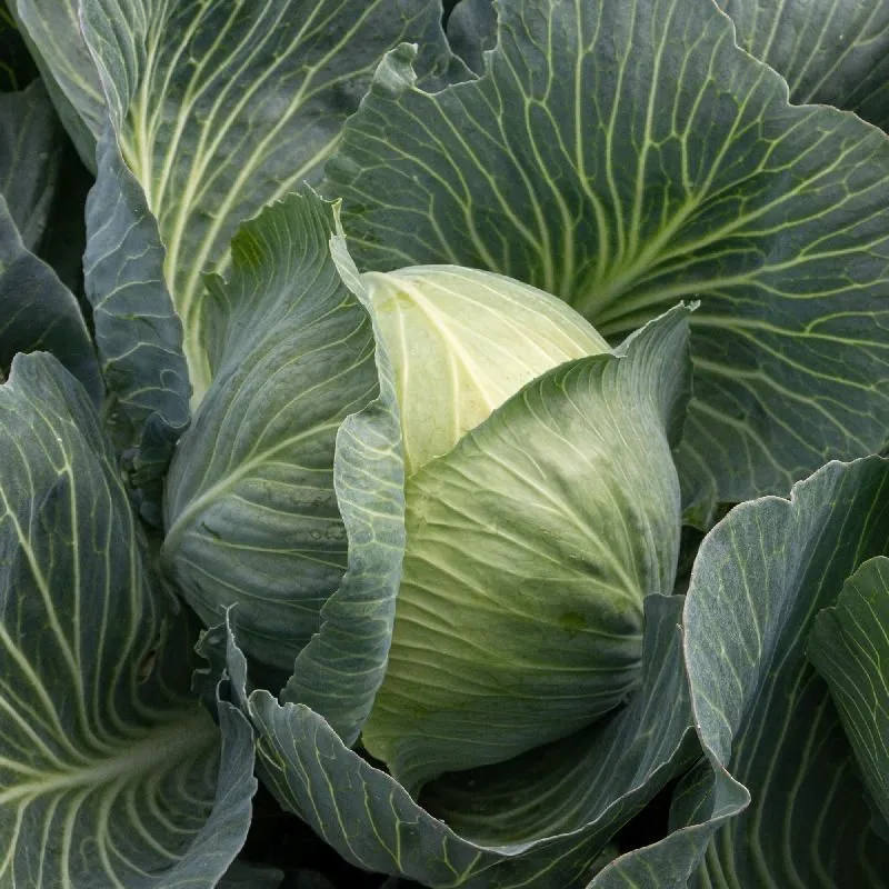 Cabbage