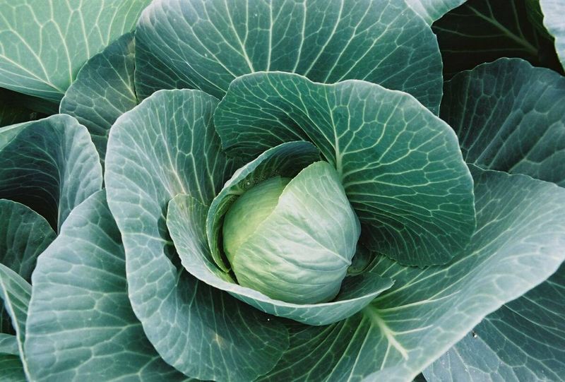 Cabbage