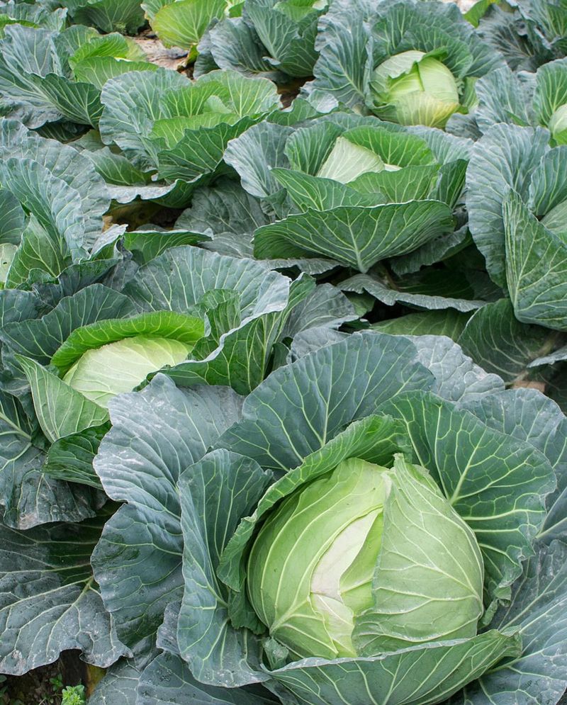Cabbage (Sprawling)
