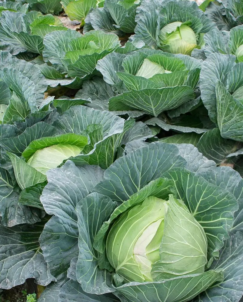 Cabbage (Sprawling)