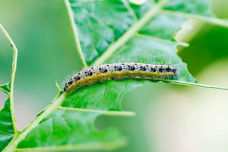 Cabbage Worm