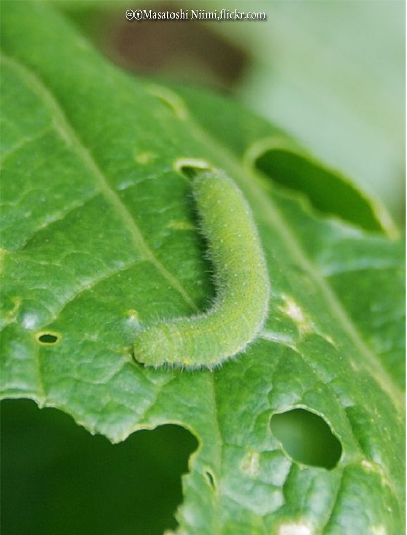 Cabbage Worms