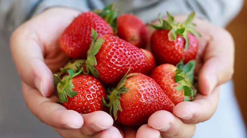 Cabbage and Strawberries