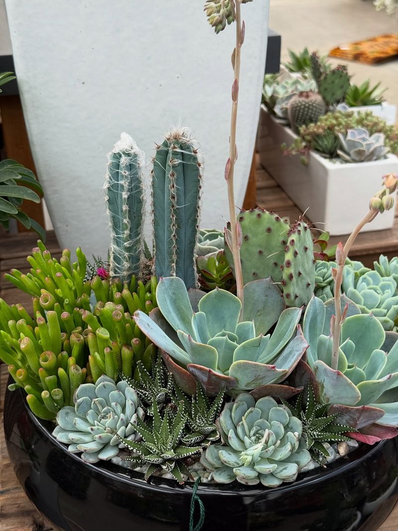 Cacti and Succulent Gardens