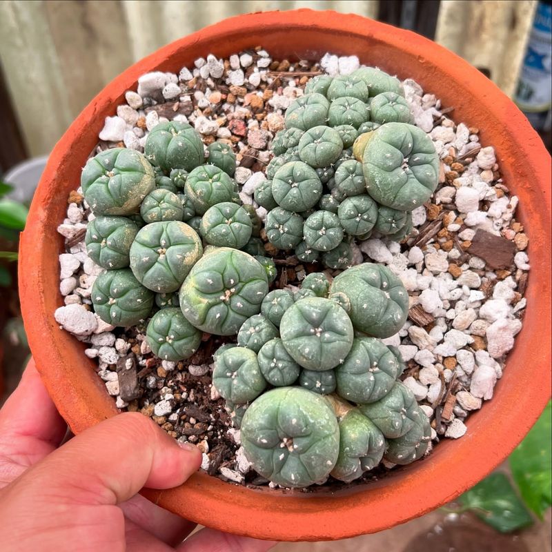 Cactus