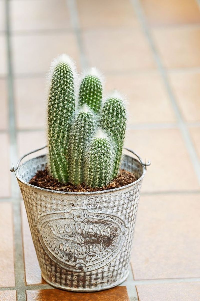 Cactus