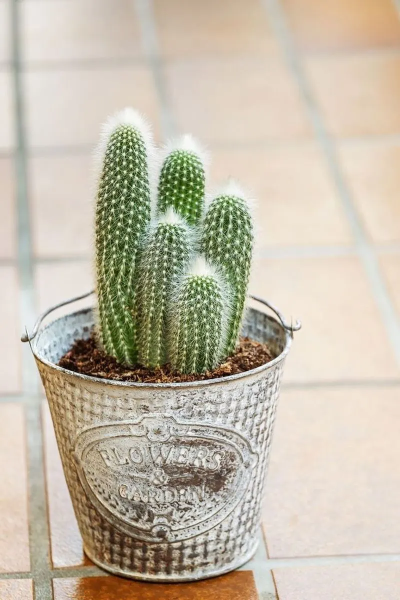 Cactus