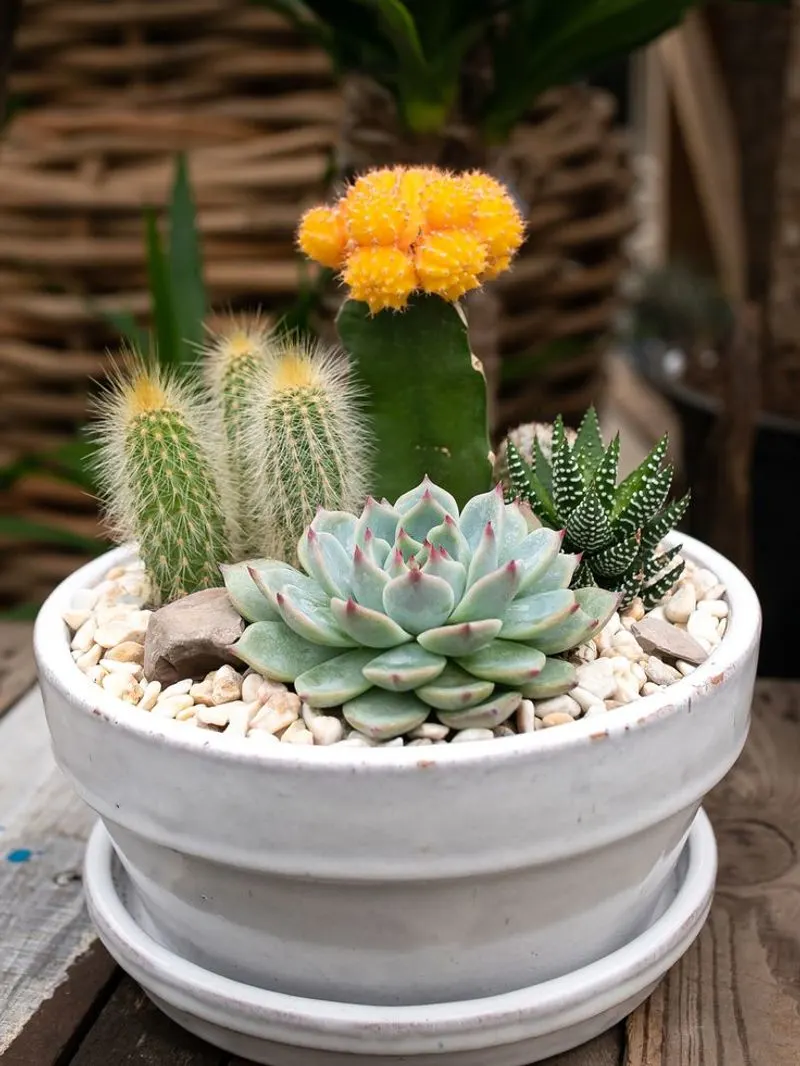 Cactus