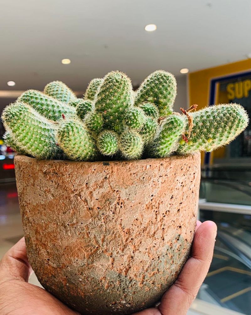 Cactus