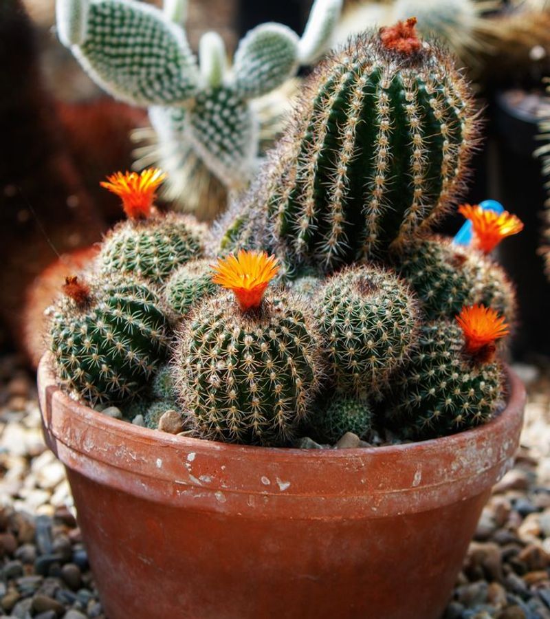 Cactus