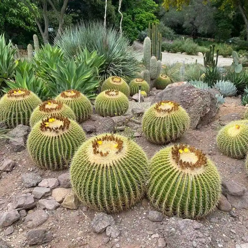 Cactus