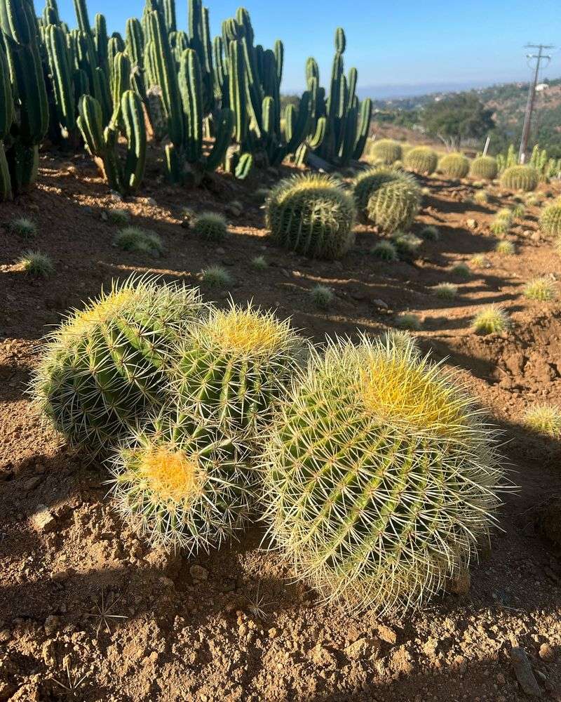 Cactus Cluster