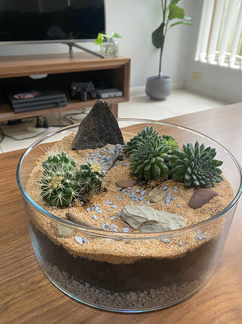 Cactus Collection in a Glass Bowl