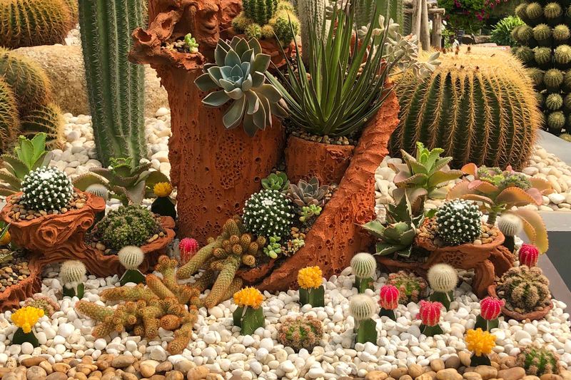 Cactus Display