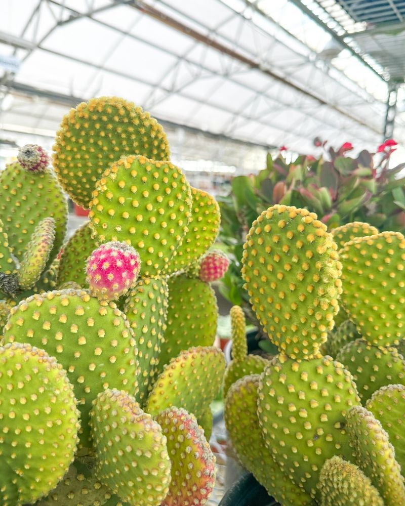 Cactus Pear