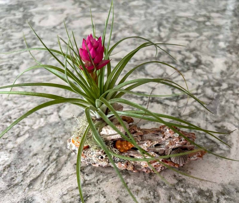 Air Plants