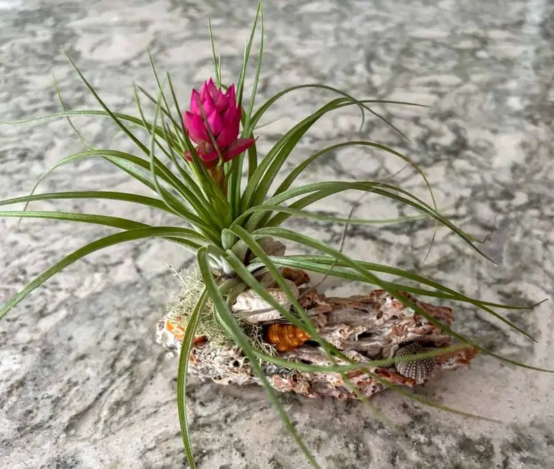 Air Plants
