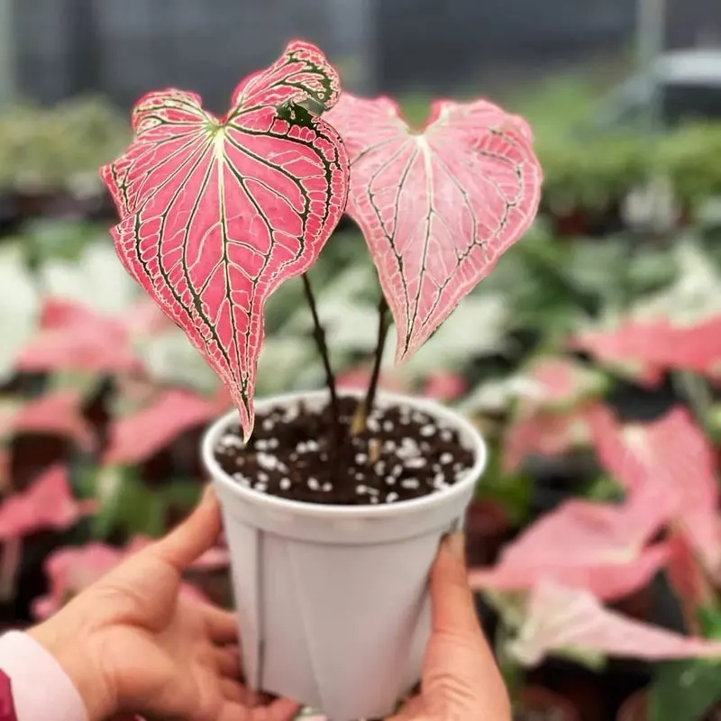 Caladium