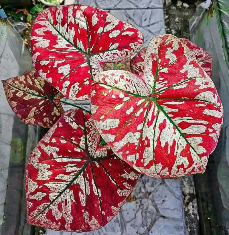 Caladium