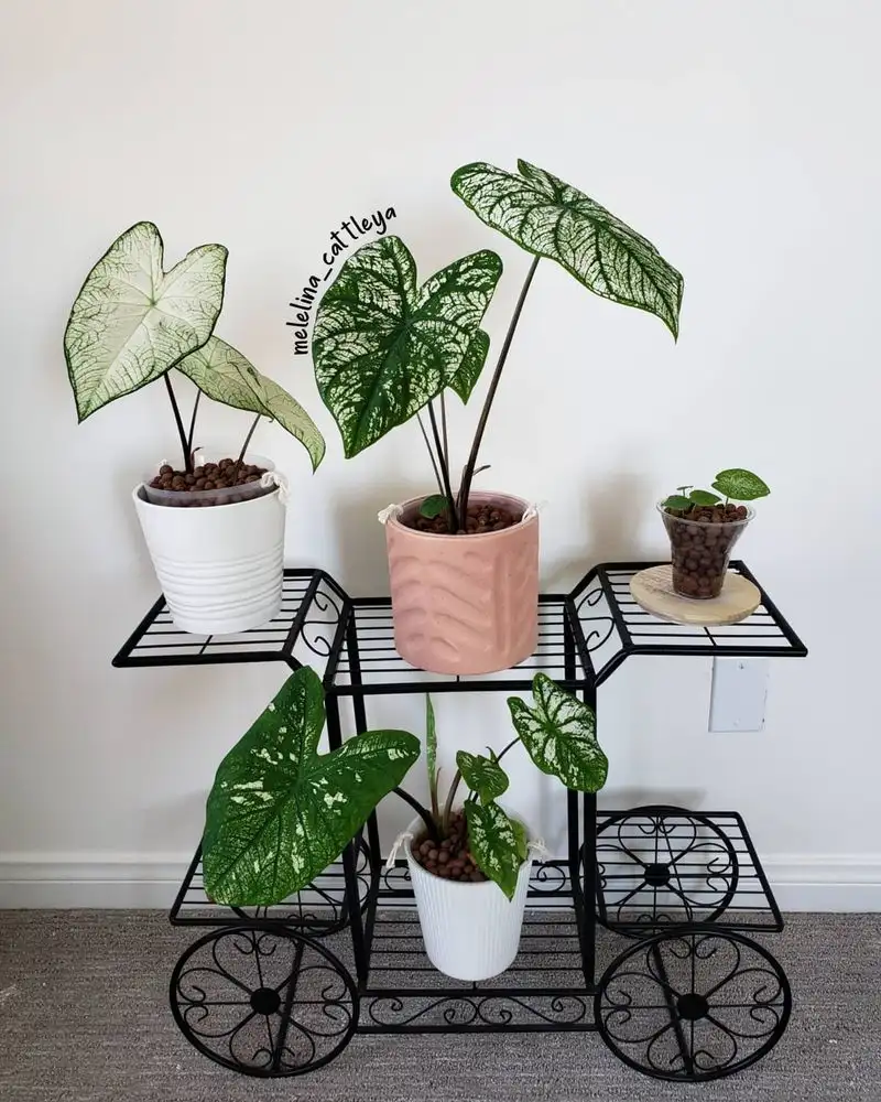 Caladium
