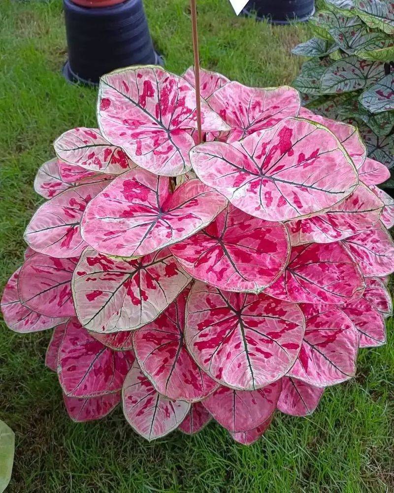 Caladium