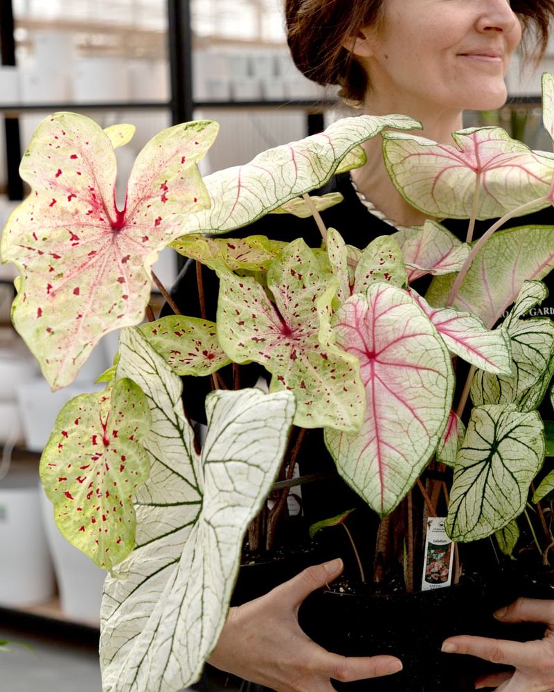Caladium