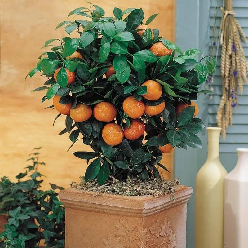 Calamondin Orange Tree