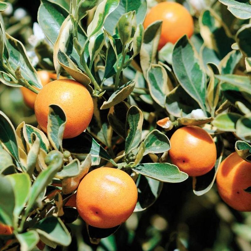 Calamondin Orange