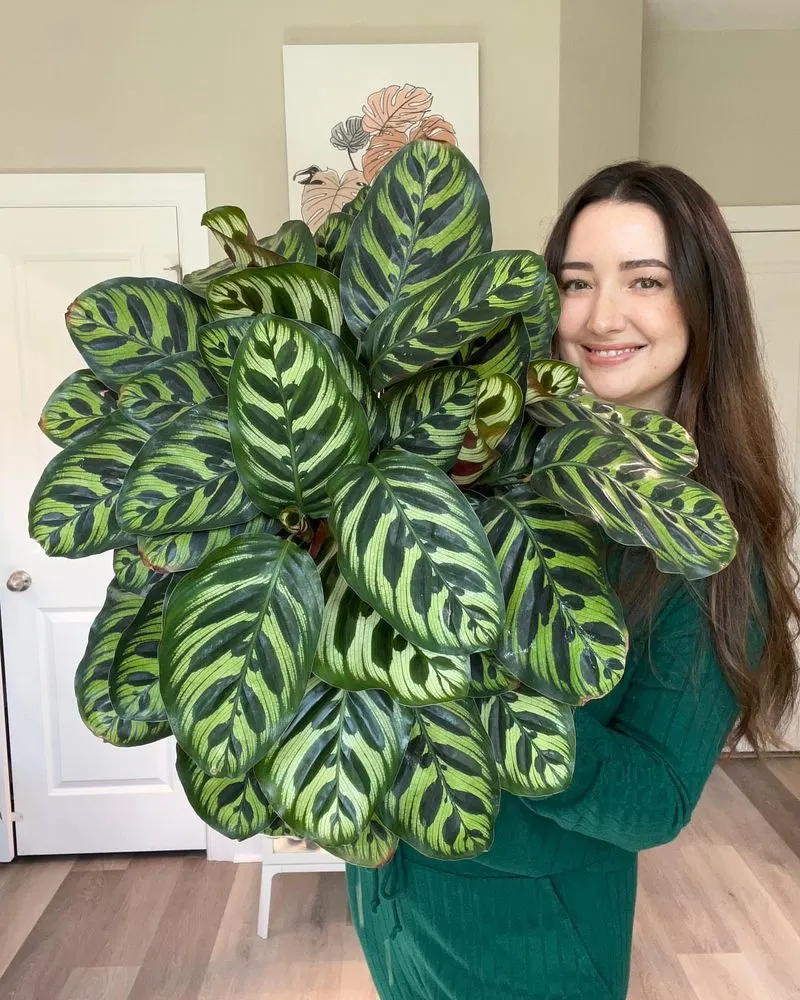 Calathea