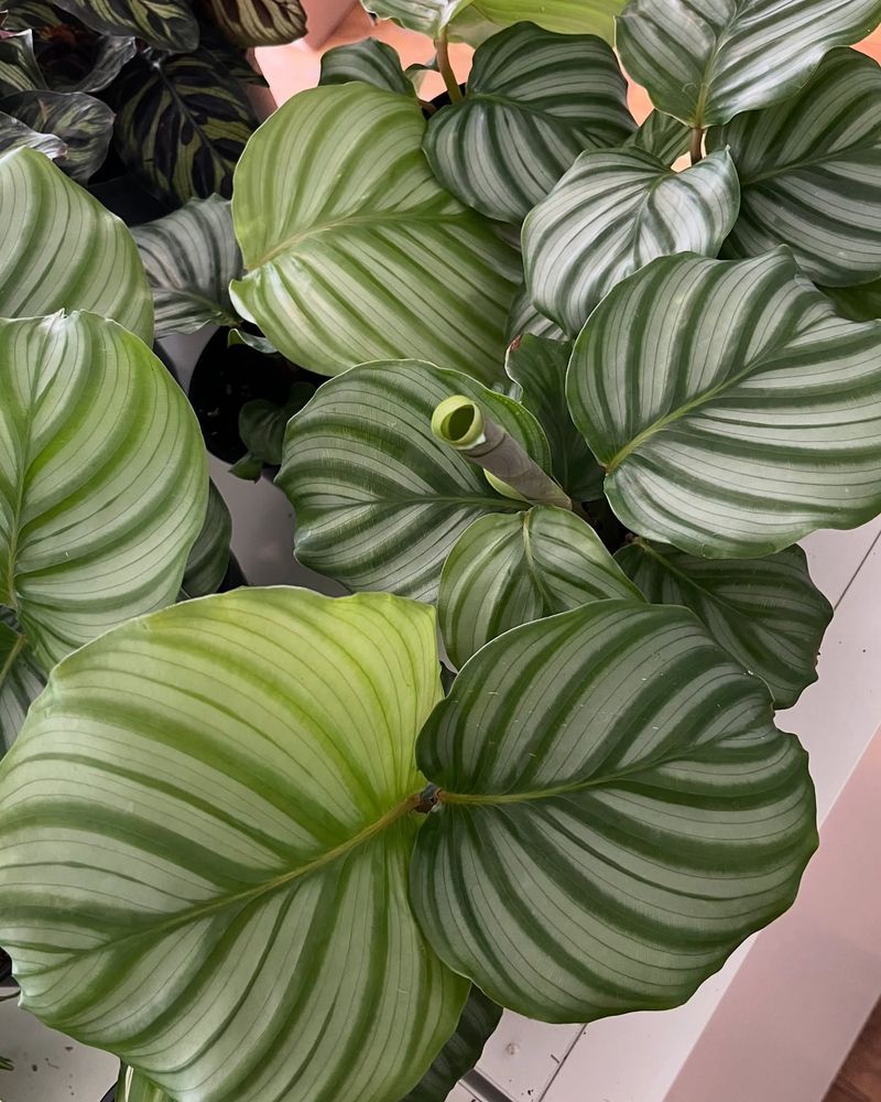 Calathea