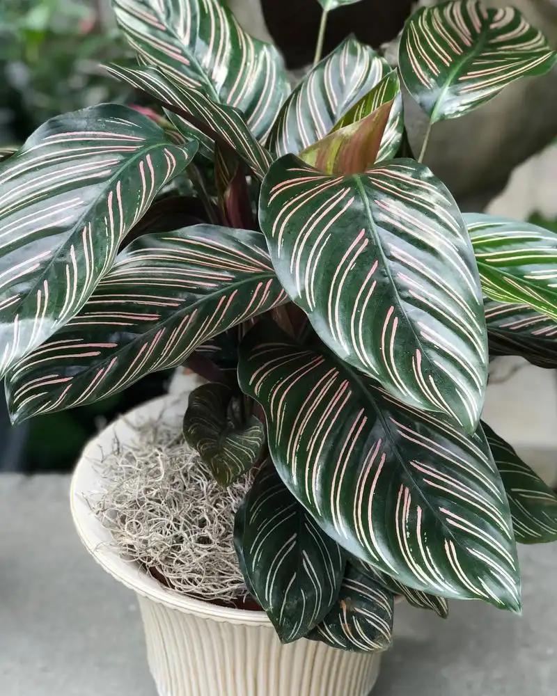 Calathea