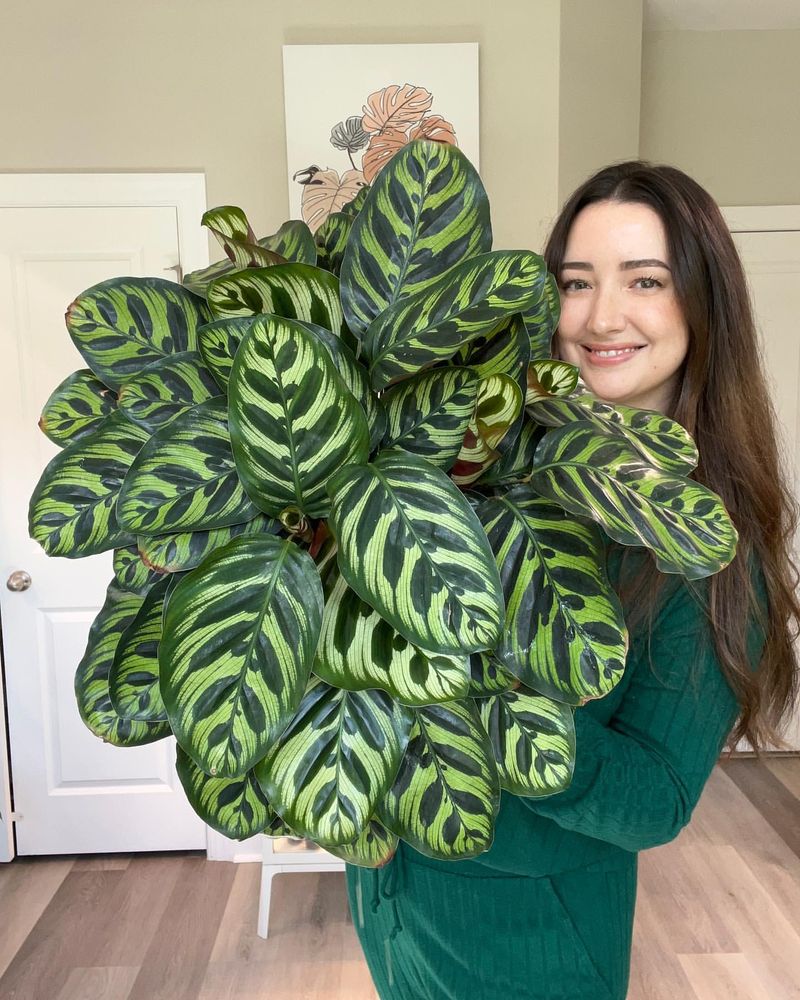 Calathea