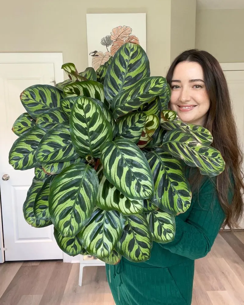 Calathea