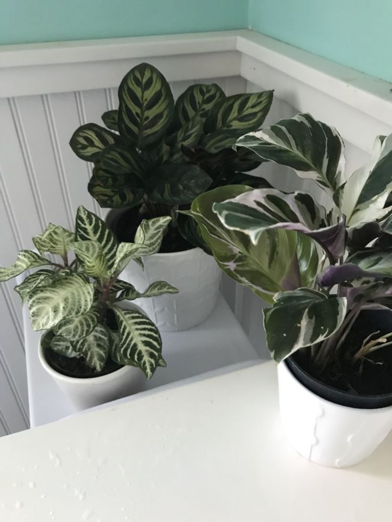 Calathea