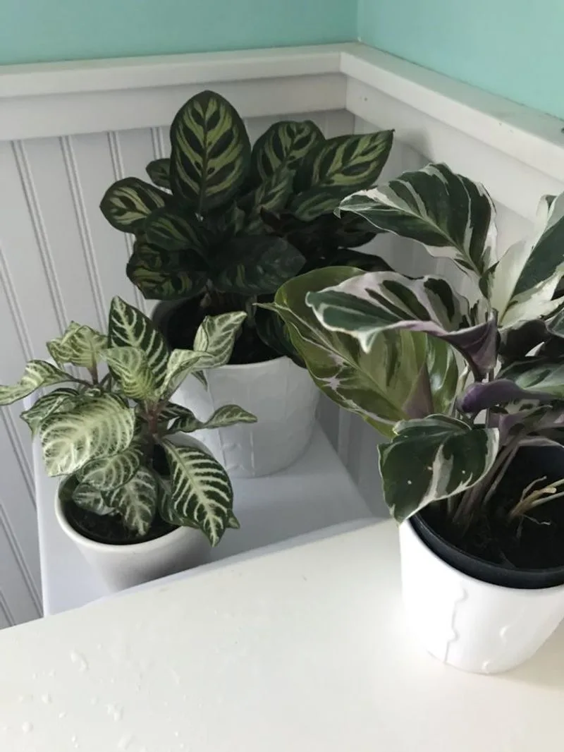 Calathea