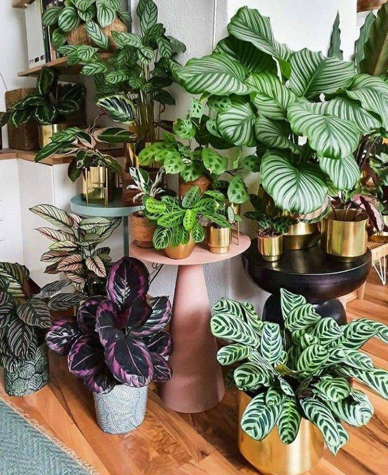 Calathea
