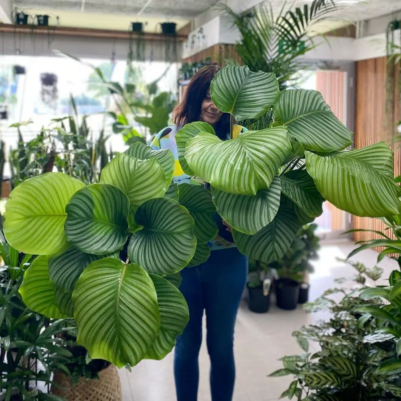 Calathea