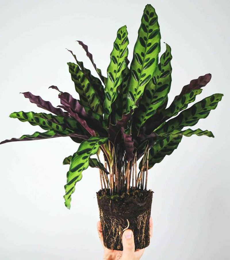 Calathea