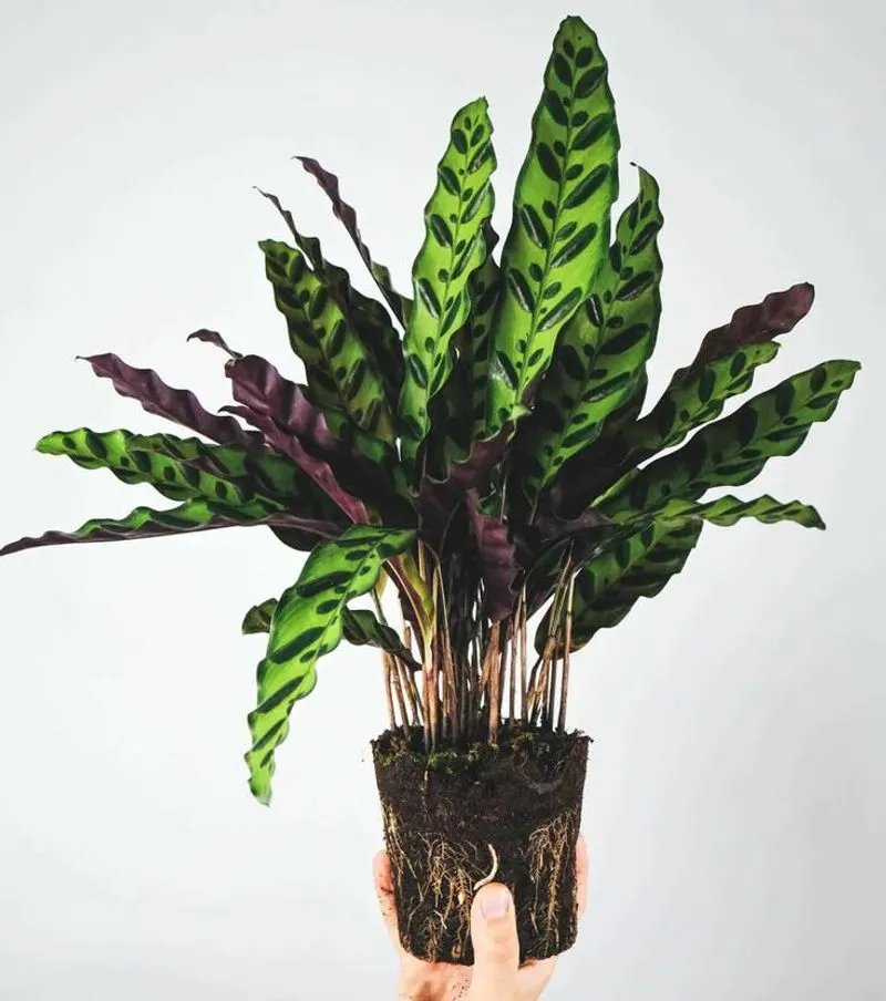 Calathea