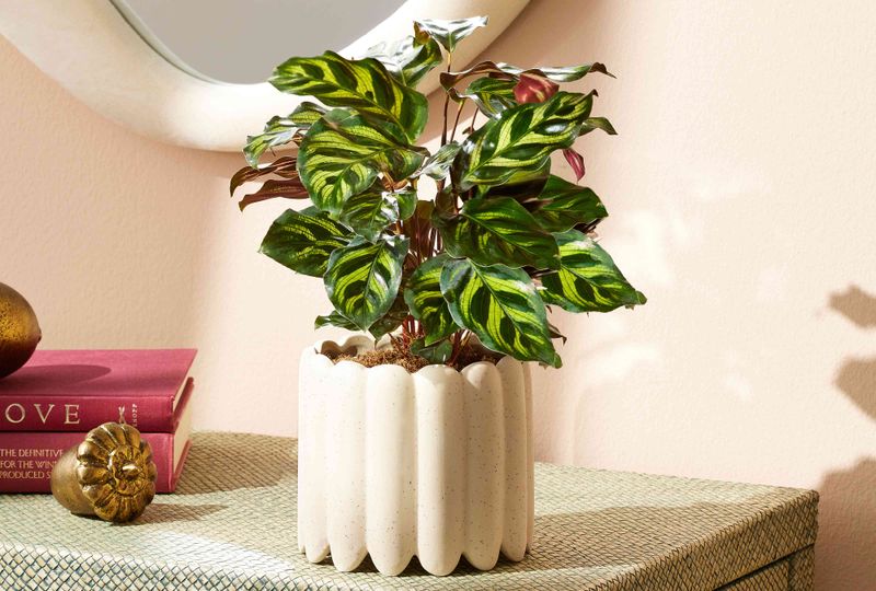 Calathea