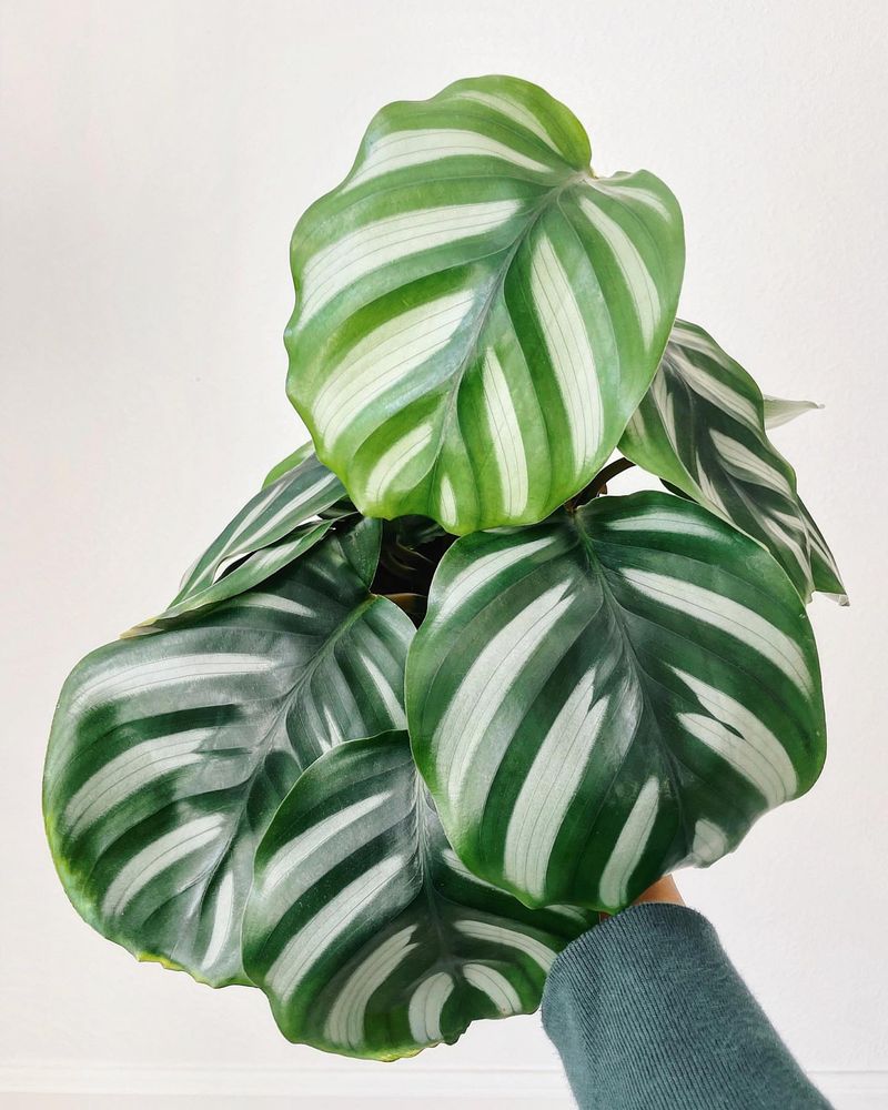 Calathea (Calathea spp.)