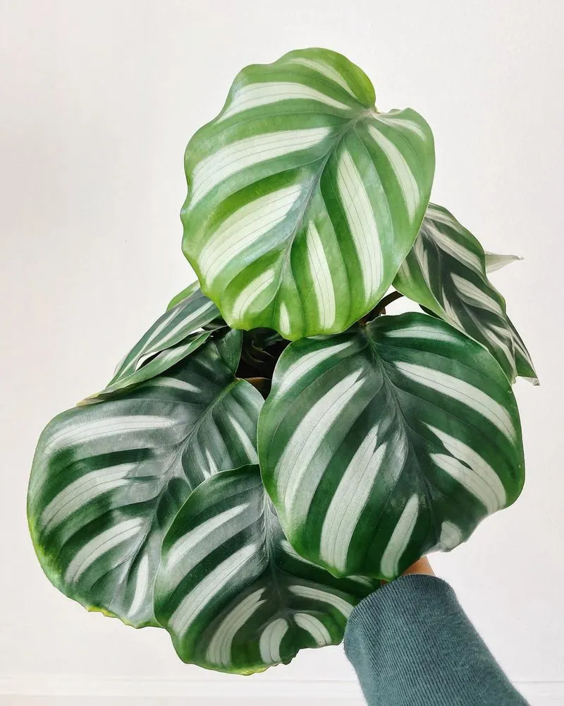 Calathea (Calathea spp.)