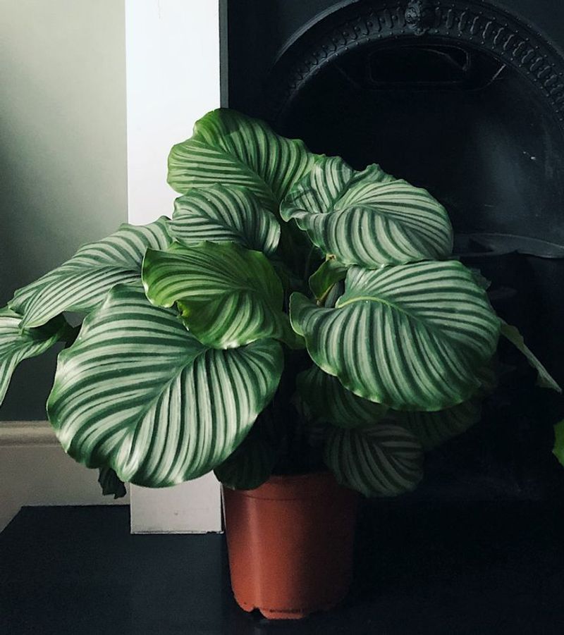 Calathea Orbifolia