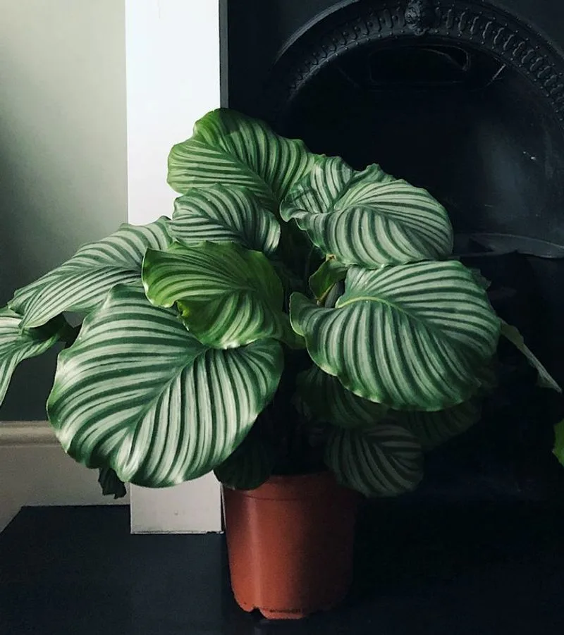 Calathea Orbifolia